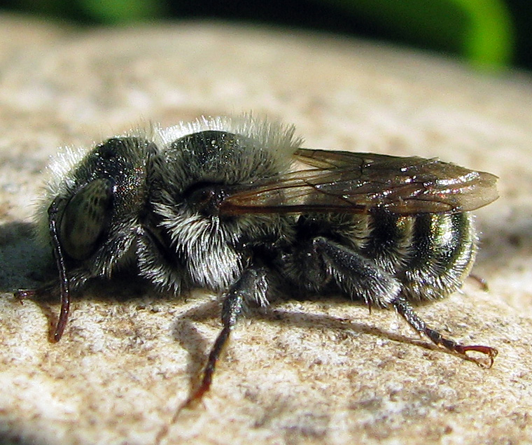 Osmia sp. (Apidae Megachilinae)